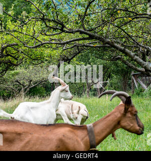 Drei Ziegen im Feld Stockfoto