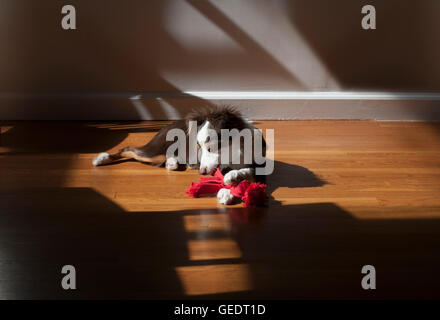 Australian Shepherd Spielzeug spielen mit Spielzeug auf Holzboden Stockfoto