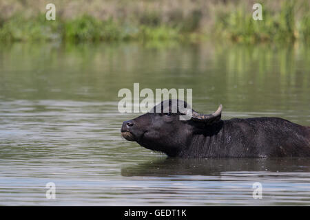 Asiatische Büffel (Bubalus Arnee) im Wasser Stockfoto