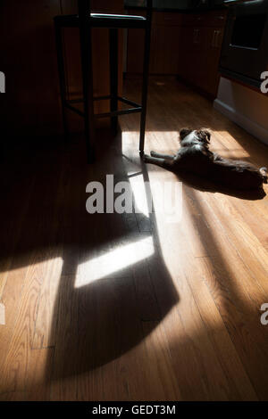 Toy Australian Shepherd auf Holz Boden, Ansicht von hinten Stockfoto