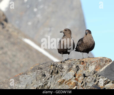 Raubmöwen sitzen auf einem Felsen die Pinguin-Kolonien nisten in Hope Bay beobachten. Stockfoto