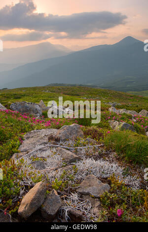 Steinen von Moos und Blumen auf die in den Karpaten. Sonnenuntergang Stockfoto