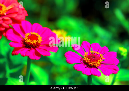 Daisy Blume Gerbera in den Garten Stockfoto