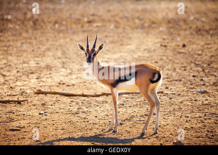 Junge Antilope in Prärie Stockfoto