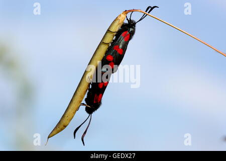 Sechs-Spot Burnet Motten Paarung Stockfoto