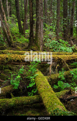 Gefallenen Waldbäume und Moos, Hoonah, Alaska, USA Stockfoto