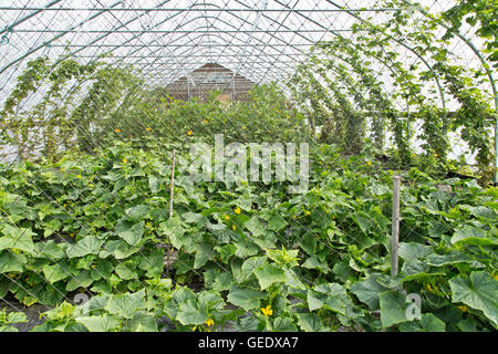 Tunnel, Gurken Pflanzen, Hopfen klettern, Heilpflanzen im Hintergrund. Stockfoto