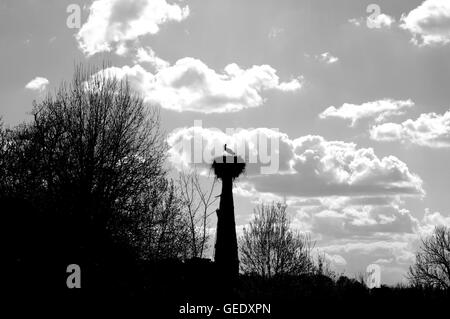 Storch, Storchennest, Nest, Storch nest Turm, Storch Socket, Silhouette, Storch nisten silhouette Stockfoto