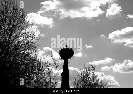 Storch, Storchennest, Nest, Storch nest Turm, Storch Socket, Silhouette, Storch nisten silhouette Stockfoto