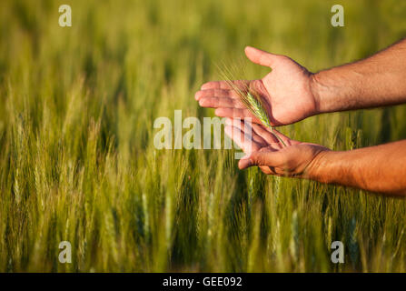 Bauern-Hände auf seine Ernte, geringe Schärfentiefe überprüfen. Stockfoto