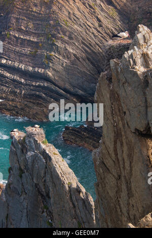 Weißstörche mit Küken nisten hoch auf den felsigen Klippen entlang der Küste von Portugal. Stockfoto