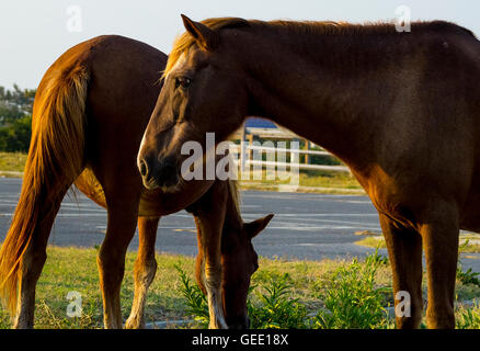 Wildpferde Assateague Insel Stockfoto