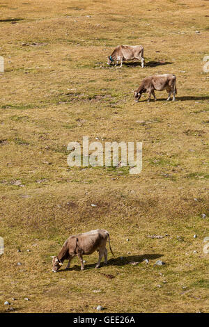 Kühe in der Nähe von ' Estany Llong´, Llong See, Aigüestortes i Estany de Sant Maurici National Park, Pyrenäen, Provinz Lleida, Katalonien, Sp Stockfoto