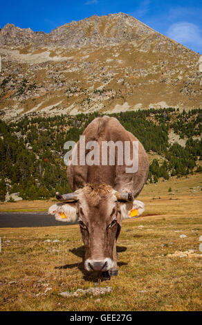 Kühe in der Nähe von ' Estany Llong´, Llong See, Aigüestortes i Estany de Sant Maurici National Park, Pyrenäen, Provinz Lleida, Katalonien, Sp Stockfoto