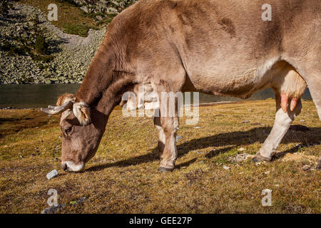 Kühe in der Nähe von ' Estany Llong´, Llong See, Aigüestortes i Estany de Sant Maurici National Park, Pyrenäen, Provinz Lleida, Katalonien, Sp Stockfoto