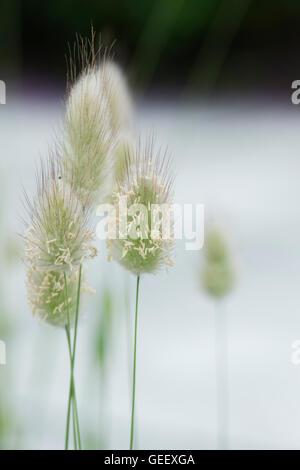 Lagurus Ovatus. Hare tail Gras. Großbritannien Stockfoto