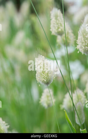 Lagurus Ovatus. Hare tail Gras. Großbritannien Stockfoto