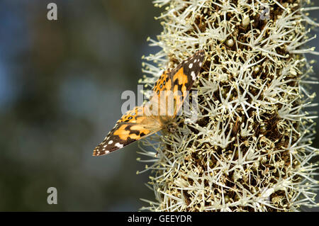 Australische gemalt Dame Schmetterling auf Grasstree Blume (Xanthorrhoea Australis) Stockfoto