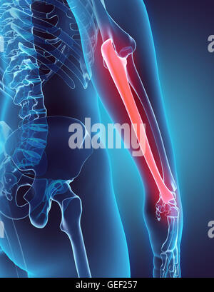 3D Darstellung der Ulna - Teil des menschlichen Skeletts. Stockfoto