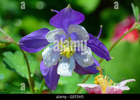 Akeleien, frische Blumen im Garten Stockfoto