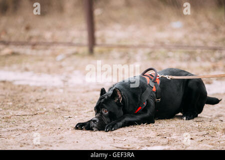 Schwarze junge Cane Corso Welpen Hund im Freien. Große Hunderassen Stockfoto