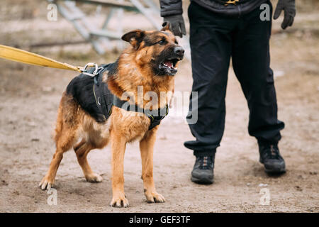 Bellen Sie wütend Deutscher Schäferhund auf Ausbildung. Elsässischen Wolf-Hund Stockfoto