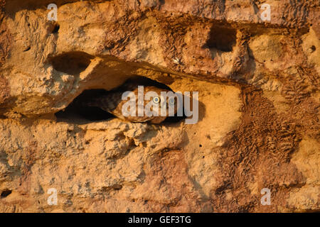 Steinkauz in seiner burrow Stockfoto