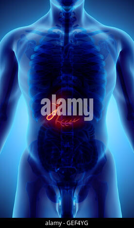 3D Darstellung der männlichen Gallenblase, Röntgen-medizinisches Konzept. Stockfoto