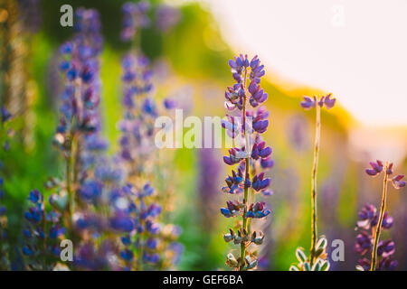 Die hochtrabenden Wildblumen Lupine In Sommerwiese Wiese bei Sonnenuntergang Sonnenaufgang. Hautnah. Exemplar. Lupinus, Lupine oder Lupine, ist A Stockfoto