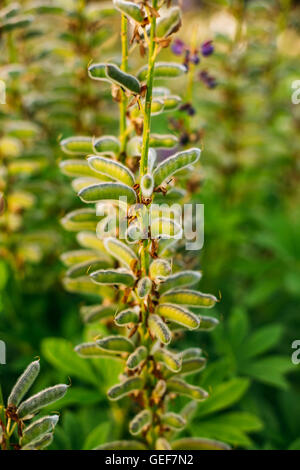 Schließen Sie Blick auf Deflorate wilden Blumen Lupine mit Samenkapseln im Sommer Wiese Feld im Frühjahr Sommer Sonnenuntergang Sonnenaufgang. Lupinus, Lup Stockfoto