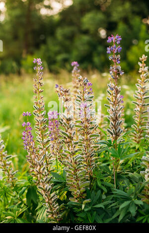 Bush der Wildblumen Lupine In Sommerwiese Wiese bei Sonnenuntergang Sonnenaufgang. Lupinus, allgemein bekannt als Lupin oder Lupine, ist eine Gattung der Stockfoto