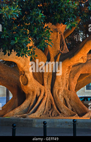 Geographie/Reisen, Spanien, Andalusien, Cadiz, interessante Stamm eines alten ficus Baum entlang der Avenida Duque De Najera gegenüber Playa de la Caleta (Strand) in der Stadt Cadiz Provinz Cadiz, Costa de la Luz, Andalusien, Spanien (Andalusien), No-Exclusive - Verwenden Sie Stockfoto