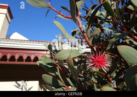 Pinchushion Hakea (Hakea Laurina) als Absicherung bei Mt Lawley nach Hause, Perth, Western Australia. Keine PR Stockfoto