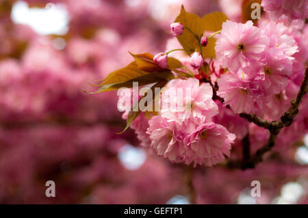 Rosa Blüten, Blüte, Sommer, Frühling, Bokeh, Fokus, Stockfoto