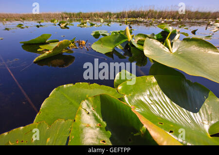 Geographie, Reisen, Kanada, Ontario, Leamington, Sumpf von Marsh Boardwalk Point Pelee Nationalpark, Leamington, Ontario, anzeigen Stockfoto