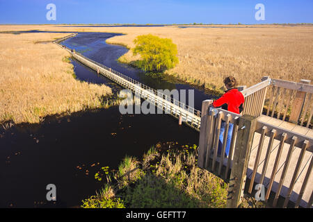 Geographie, Reisen, Turm Marsh Boardwalk in Point Pelee National Park, Lake Erie, Leamington, Leamington, Ontario, Kanada Stockfoto