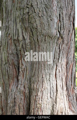 Nahaufnahme der Baumstamm Stockfoto