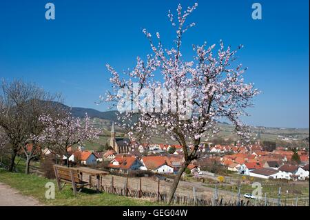 Mandelbaum Blüte, Birkweiler Stockfoto