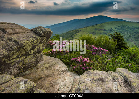 Rhododendron aus Keyhold Sicht auf Jane Bald während der Juni-Blüte Stockfoto