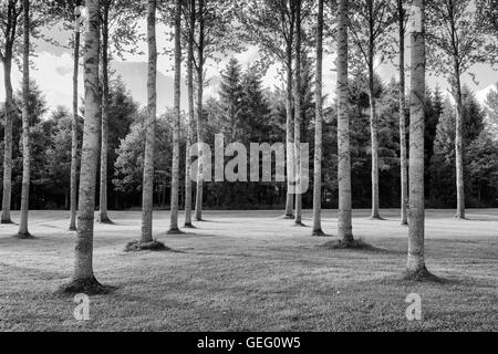 Schwarz / weiß Bild Silver Birch-Plantage mit Bäume wachsen in Reihen Stockfoto