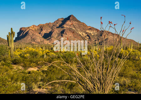 Blühende Ocotillos und Saguaros, Pinkley Peak, Blick von Norden Puerto Blanco Drive, Organ Pipe Cactus National Monument, Arizona Stockfoto