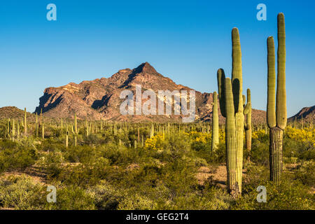 Saguaros, pinkley Peak, Blick von Norden Puerto Blanco Drive, Sonoran Wüste, Organ Pipe Cactus National Monument, Arizona, USA Stockfoto