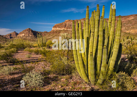 Organ Pipe Cactus, Diablo Berge hinter, ajo Mountain Drive, Sonoran Wüste, Organ Pipe cactus National Monument, Massachusetts, USA Stockfoto