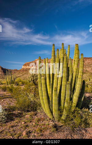 Organ Pipe Cactus, Diablo Berge hinter, ajo Mountain Drive, Sonoran Wüste, Organ Pipe cactus National Monument, Arizona Stockfoto