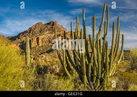 Orgelpfeife, Saguaro Kakteen, Diablo Berge, Ajo Mountain Drive, Sonora-Wüste, Organ Pipe Cactus National Monument, Arizona Stockfoto