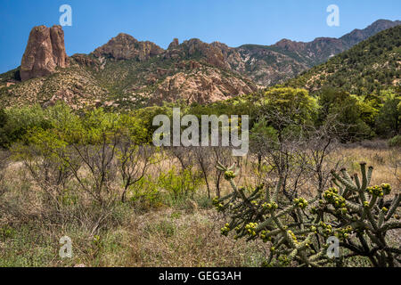 Rhyolite Felsen rund um Sunny Flat Campground in Cave Creek Canyon, Buckhorn Cholla Cactus, riparian Zone Lebensraum in Chiricahua M Stockfoto