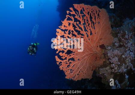 Männlichen Taucher mit Weichkorallen - Gorgonien Seafan (Gorgonia Flabellum), Rotes Meer, Ägypten, Afrika Stockfoto