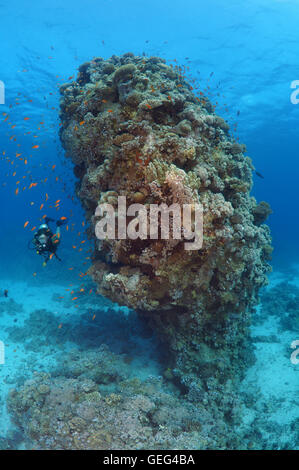 Männliche Scuba diver Blick an der Schule der Longspine anthias (Pseudanthias squamipinnis) auf Coral Säule, Rotes Meer, Ägypten, Al-Qusayr Stockfoto