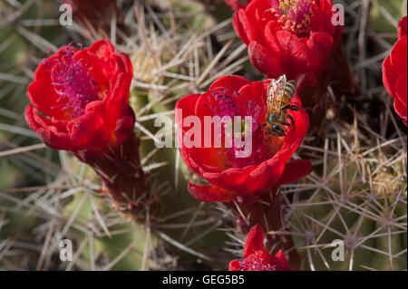 Eine Biene besucht eine Blüte des ein Claret Cup (Echinocereus Triglochidiatus) aka aka Sumpfdotterblumen Kaktus Igel Stockfoto