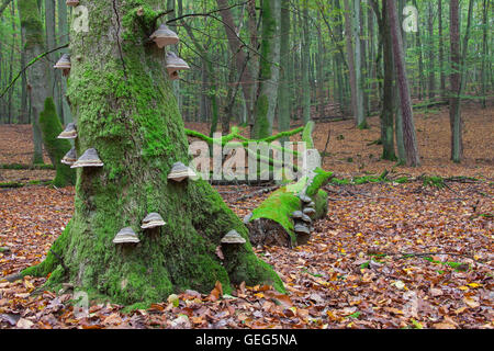 Rot-Gürtel conk Pilze (Fomitopsis Pinicola) auf Baumstamm in Buchenwald im Herbst Stockfoto